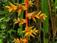 Guzmania multiflora
