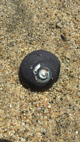 Tegula atra