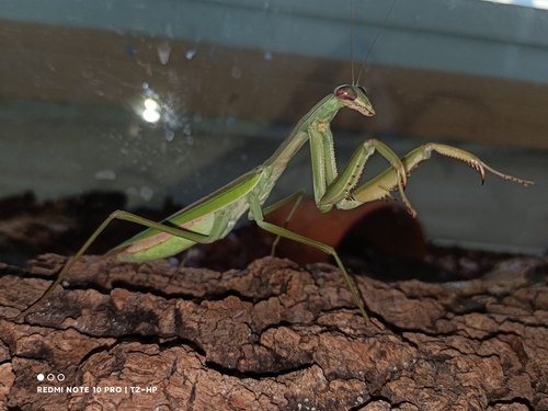 Chinese Mantis