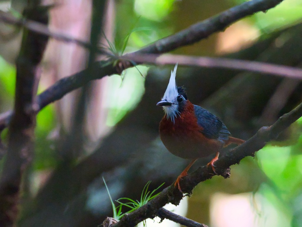 White-Plumed Antbird