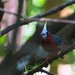 White-plumed Antbird - Photo (c) Eric Carpenter, some rights reserved (CC BY-NC), uploaded by Eric Carpenter