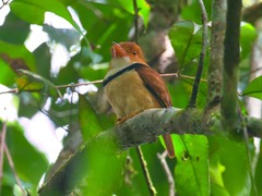 Bucco capensis