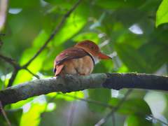 Bucco capensis