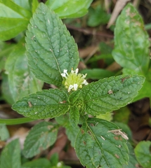 Lantana achyranthifolia