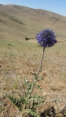 Echinops latifolius