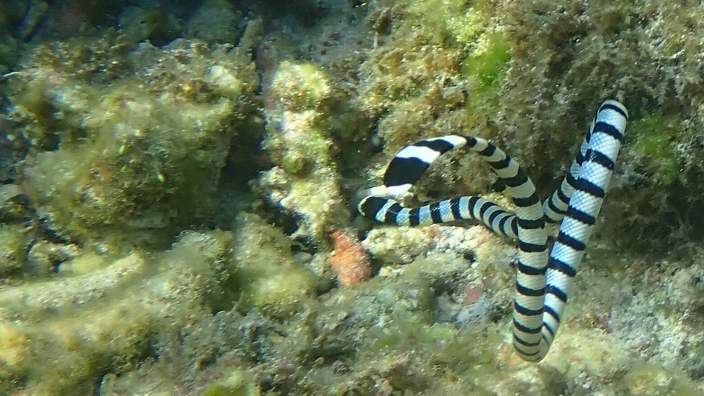 Banded sea krait searching a reef crevice