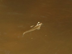 Anablepidae