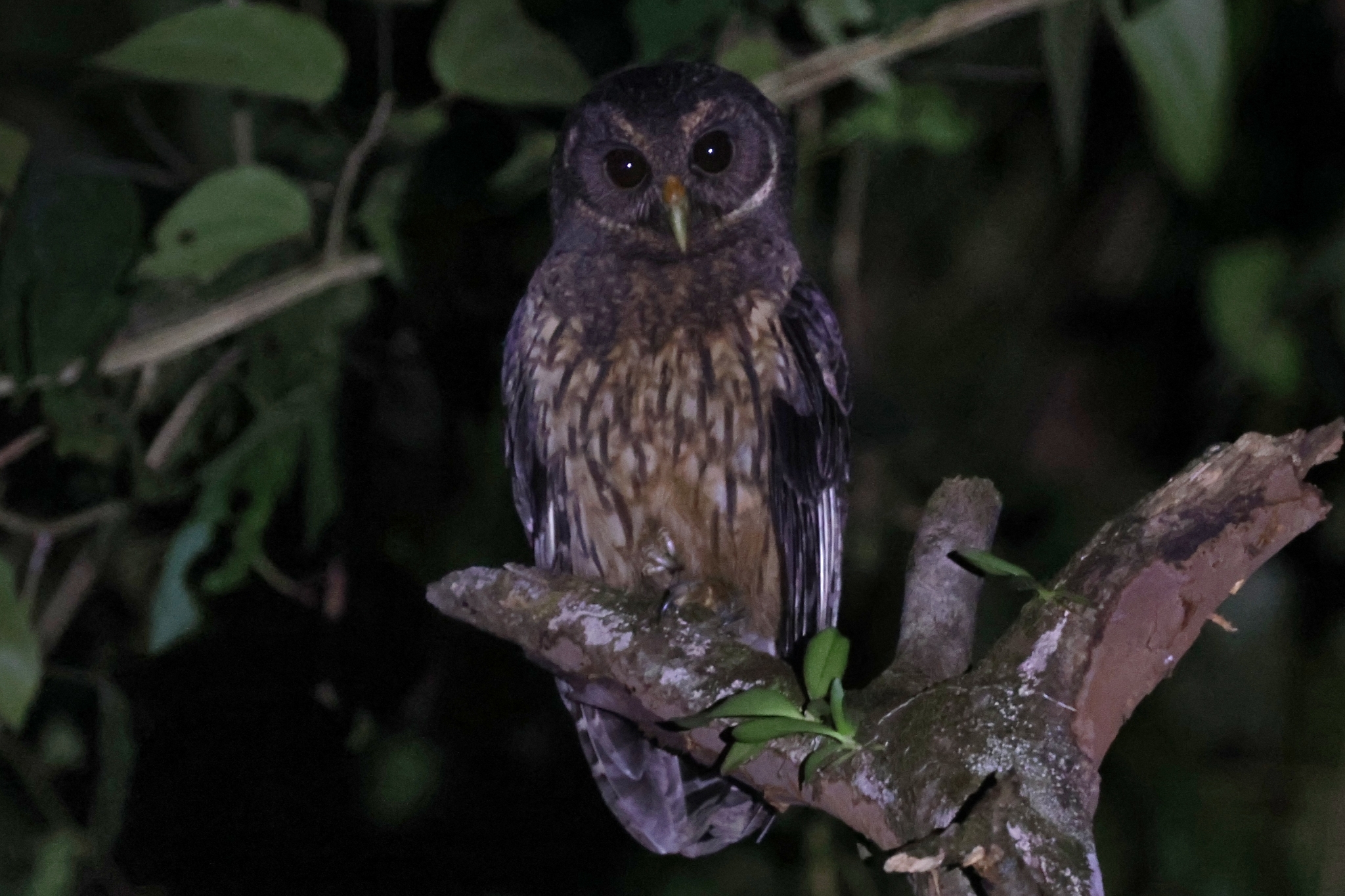 Mottled Owl (Strix virgata), photo 4