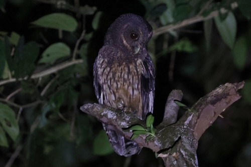 Mottled Owl (Strix virgata), photo 5