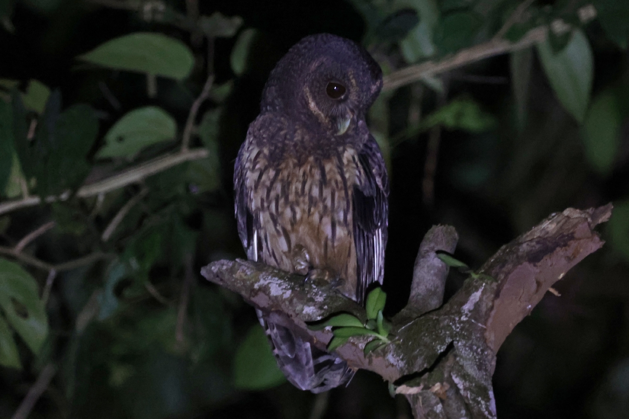 Mottled Owl (Strix virgata), photo 5