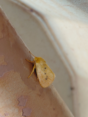 Comanula uniformis