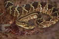 Crotalus durissus