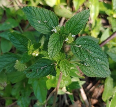 Lantana achyranthifolia