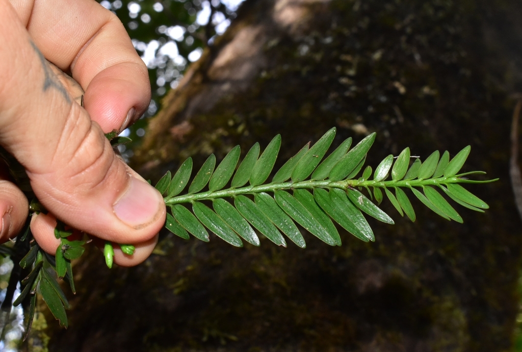 Retrophyllum comptonii