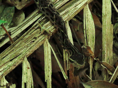 Bothrops jararacussu