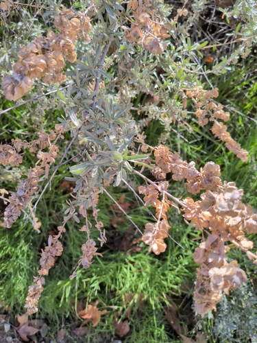 iNaturalist observation 2026-01-09