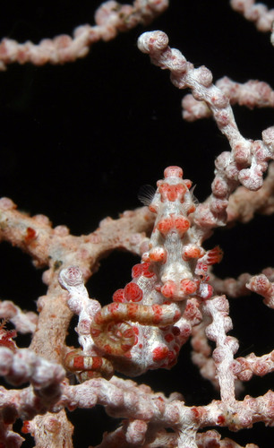 Photo of Bargibant's pygmy seahorse (Hippocampus bargibanti)