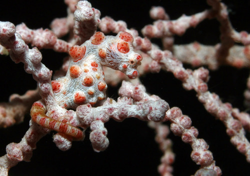 Pygmy Seahorse - Photo (c) Ron Greer, some rights reserved (CC BY-NC), uploaded by Ron Greer