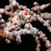Pygmy Seahorse - Photo (c) Ron Greer, some rights reserved (CC BY-NC), uploaded by Ron Greer