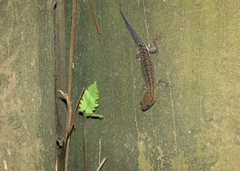 Gymnodactylus darwinii