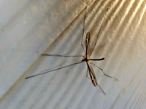 Unknown species found near Centerton, AR 72719, USA