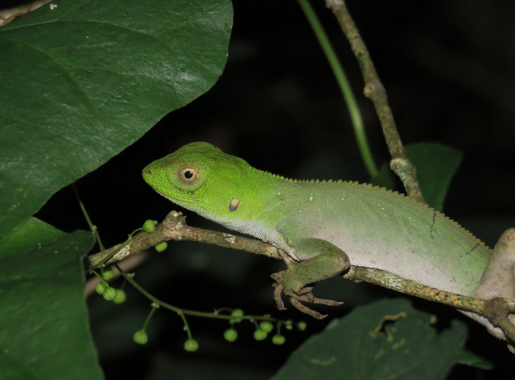 Jackson's Fathead Anole