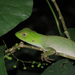 Jackson's Fathead Anole - Photo (c) Arthur Gomes, some rights reserved (CC BY-NC-SA), uploaded by Arthur Gomes