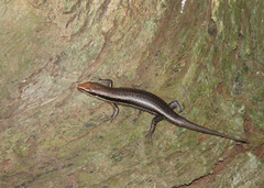 Notomabuya frenata