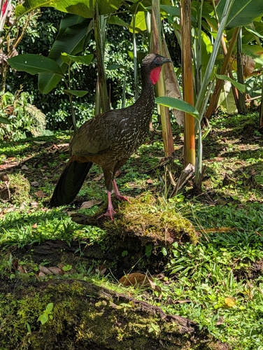 Crested Guan (Penelope purpurascens), photo 4