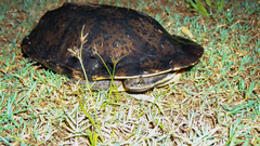 Hydromedusa tectifera