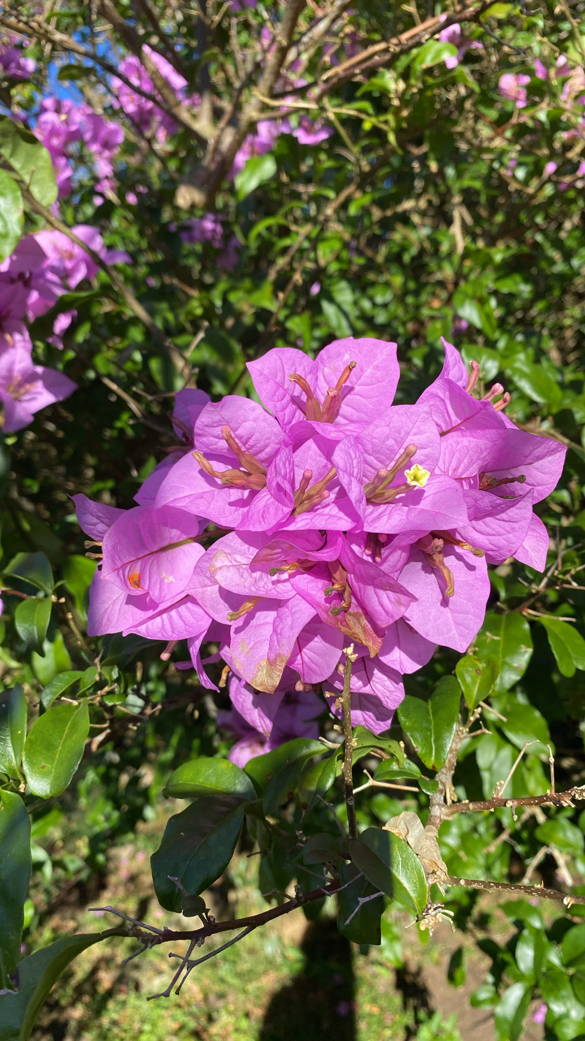 Lesser Bougainvillea (Bougainvillea glabra)