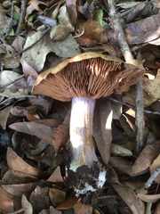 Glaucous webcap (Cortinarius glaucopus)