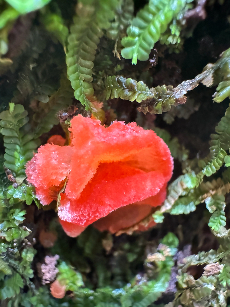 Aurantiporus pulcherrimus · January 2026 · photo: © davidthompson5 (iNaturalist, cc-by)