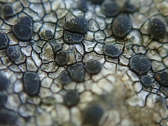 Lecidea tessellata