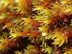 Schistidium papillosum