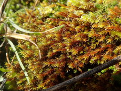 Schistidium papillosum