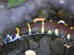 Coolie Loach photo 3