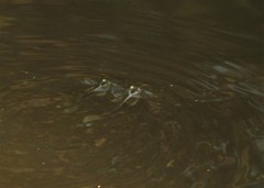 Anablepidae