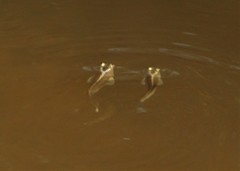 Anablepidae