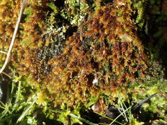 Schistidium papillosum