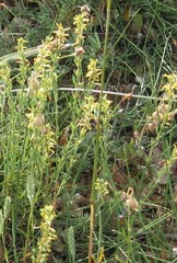 Thymelaea pubescens
