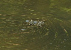 Anablepidae