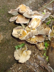 Psathyrellaceae