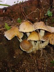 Psathyrellaceae