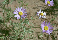 Leucosyris arida