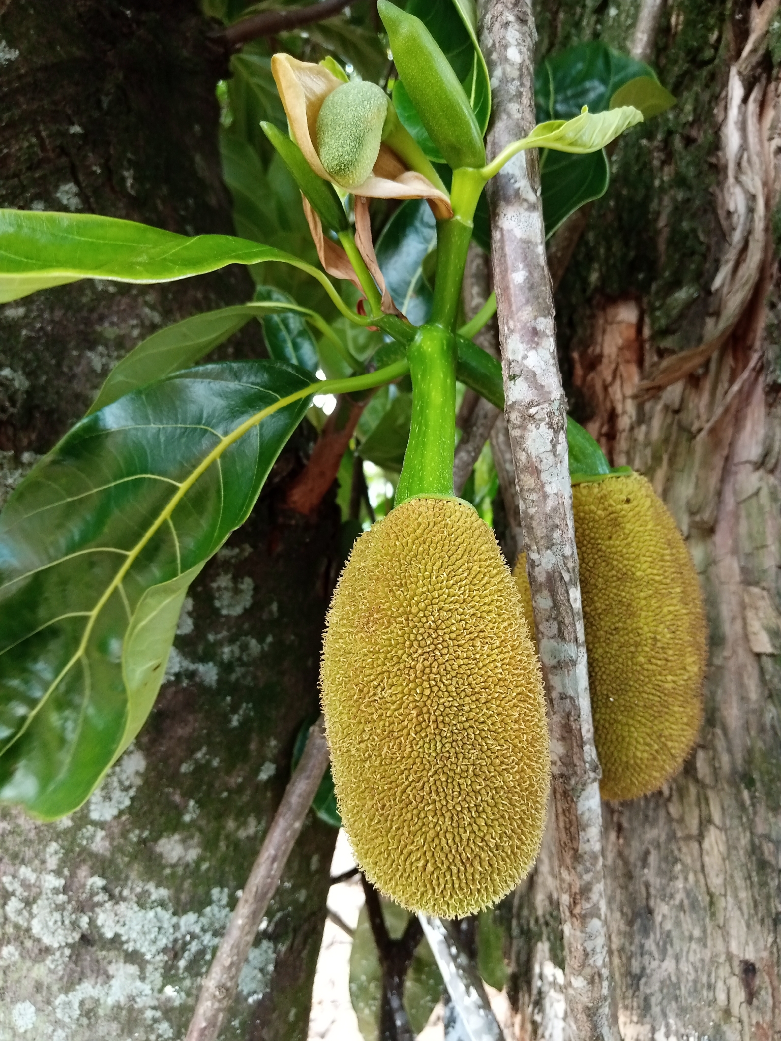 Artocarpus heterophyllus