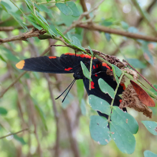 Red-bordered Pixie (Melanis pixe)