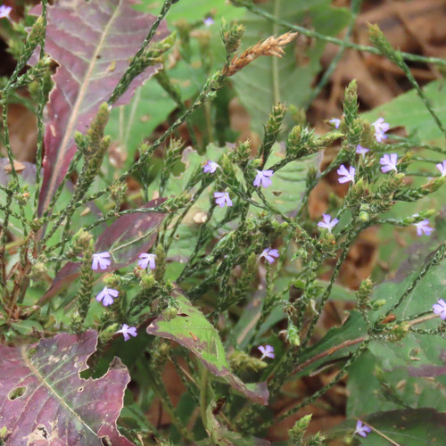 Anisillo (Elytraria imbricata)
