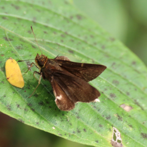 Black-spot Remella (Remella remus)