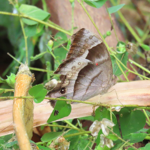 Hook-lined Satyr (Taygetis uncinata)